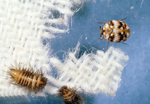 روشهای از بین بردن بید فرش