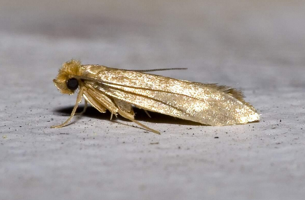 روشهای پیشگیری از بید فرش